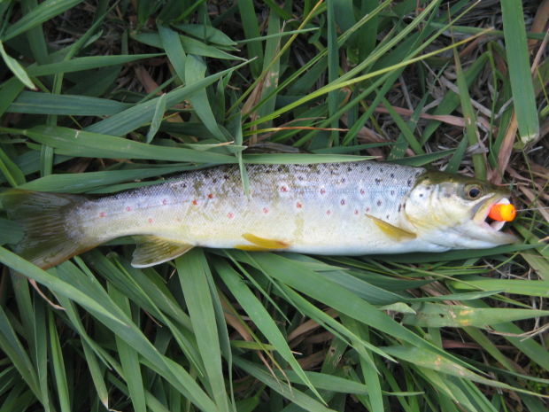 Big fish